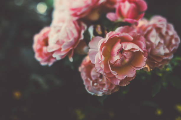 istock Garden rose in summer 1018834742