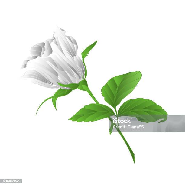 Rosebud White Rose Twig With Leaves On A White Background Vintage Vector Illustration Editable Stock Illustration - Download Image Now