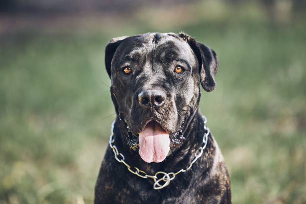 istock Portrait of cane corso dog 1018835180