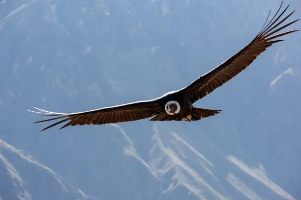Name: Andean condor
Scientific name: Vultur gryphus
Country: Peru
Location: Colca Canyon