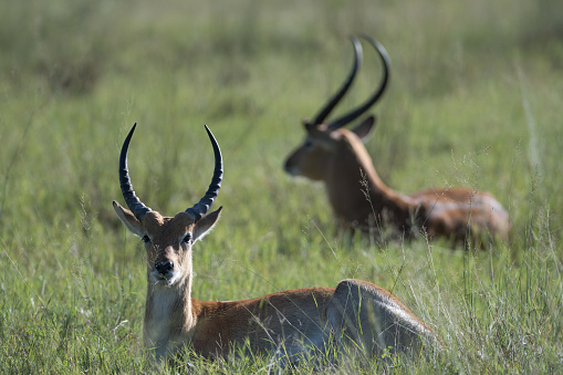 lechwe lying down