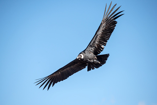Raven - Corvus corax,  Flying portrait and social behavior