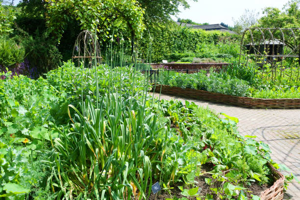 istock English Vegetable Garden 1018845998