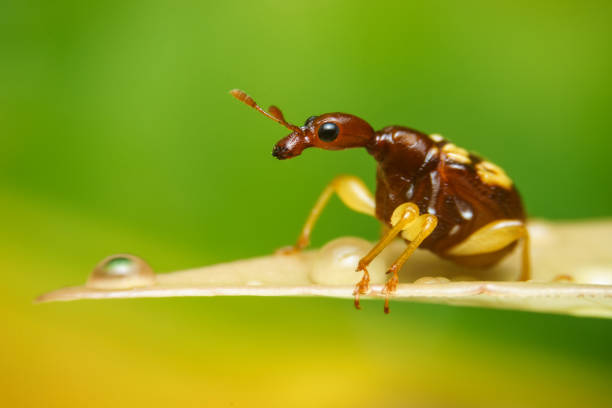 Bug with drop stock photo
