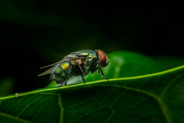 Fly on green leaf stock photo
