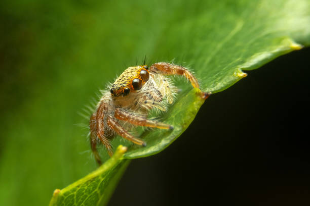 Spider on green leaf stock photo
