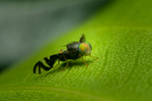Bug on green leaf in super-macro stock photo