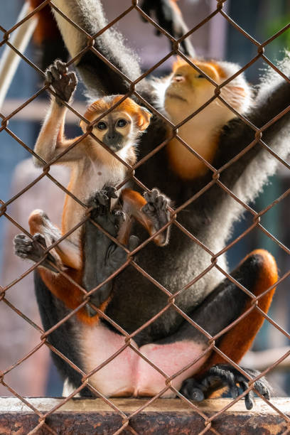 child monkey staring