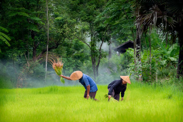 farmers grow rice in the rainy season working in rice field. they were soaked with water and mud to be prepared for planting. - asian country imagens e fotografias de stock