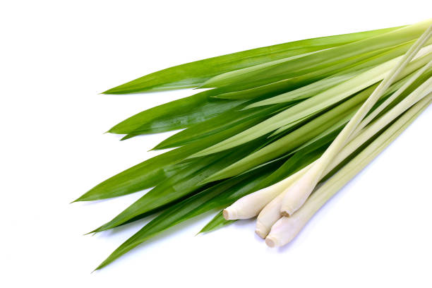 lemongrass leaf and fresh pandan leaves on white. - lemon grass imagens e fotografias de stock