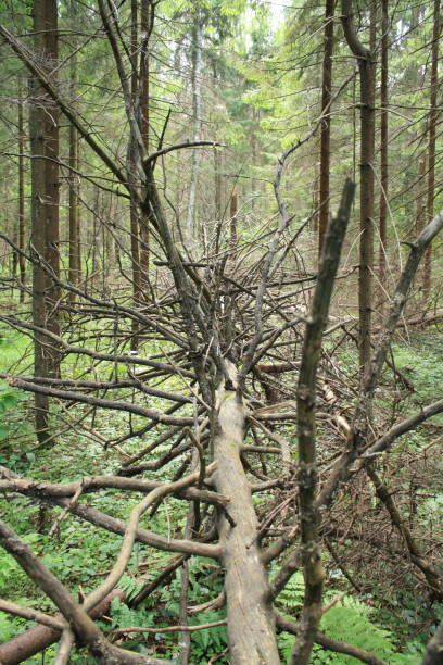 istock Broken tree on the ground inte forest with many brunches 1018853192