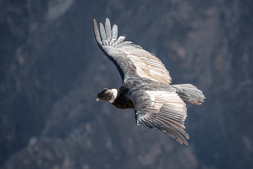 Name: Andean condor\nScientific name: Vultur gryphus\nCountry: Peru\nLocation: Colca Canyon