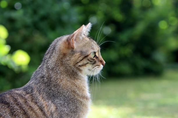 istock the head of a gray cat 1018862984