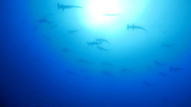 istock Scalloped Hammerhead shark schooling under sea surface 1018863474