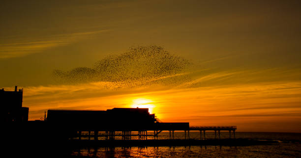 istock Starlings fly over the pier. 1018869258