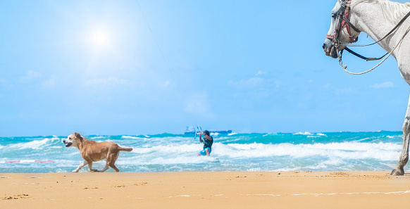 Horse and dog running on the beach