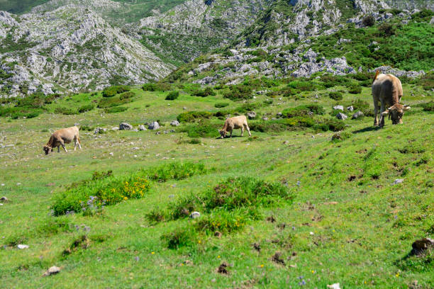 istock Asturias, north of Spain. 1018870146