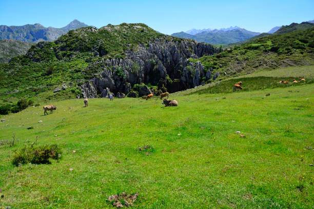 istock Asturias, north of Spain. 1018870148