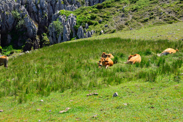 istock Asturias, north of Spain. 1018870182