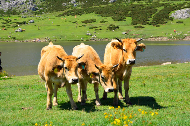 istock Asturias, north of Spain. 1018870220
