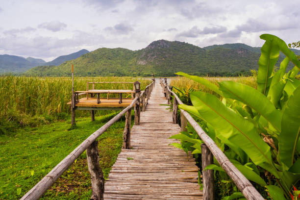 istock Wooden bridge and deck surrounded by water plants with cloud and mountain 1018870668