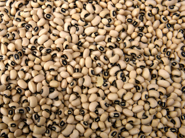 istock Black-eye beans, Indian food 1018873462