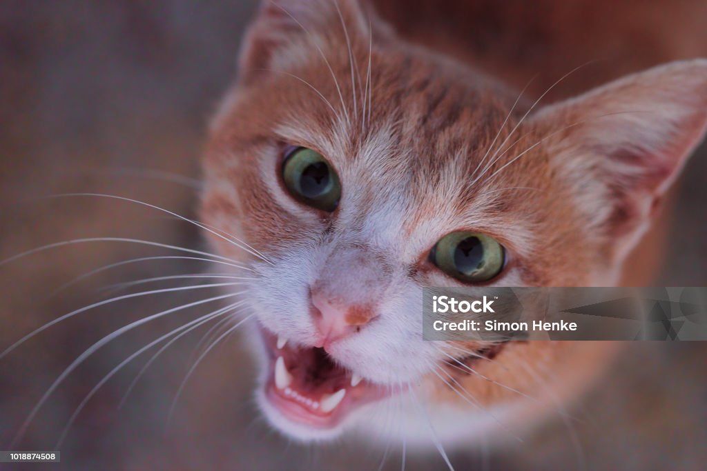 Smiling Cat Cute cat with a wound smiling or staring into the camera Domestic Cat Stock Photo