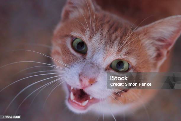Smiling Cat Stock Photo - Download Image Now - Domestic Cat, Teeth, Smiling