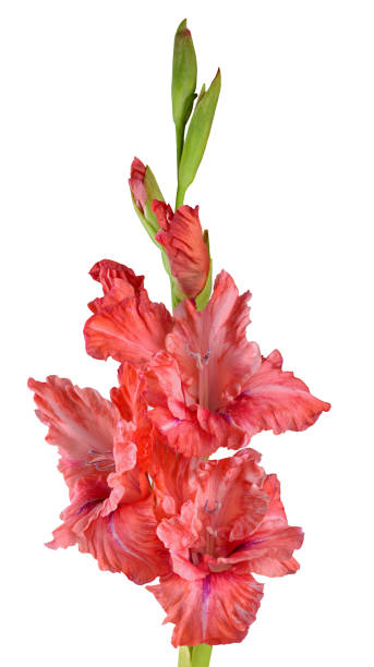 istock beautiful gladiolus flower on white background 1018874636