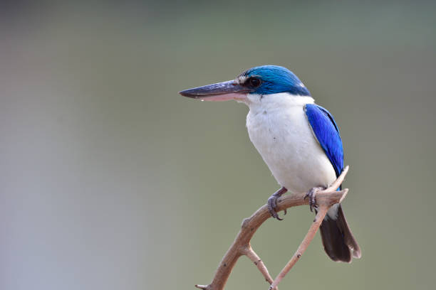 istock Blue and white bird sitting on thorn stick in relax emotion on fine soft lighting day, Collared kingfisher (Todiramphus chloris) 1018875384