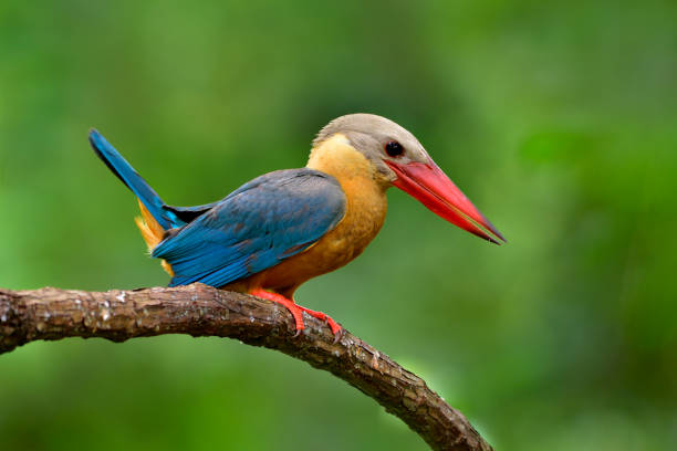 istock Exotic big red beak with turquoise blue wings and brown head bird excited tail up while perching on wooden stick over green background, stork-billed kingfisher (Pelargopsis capensis) 1018875738