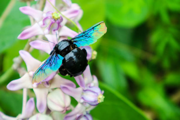 istock bumble bee found the sweet water from Crown flower 1018879378