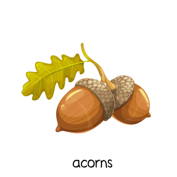 желуди с листьями - tree oak tree acorn forest stock illustrations