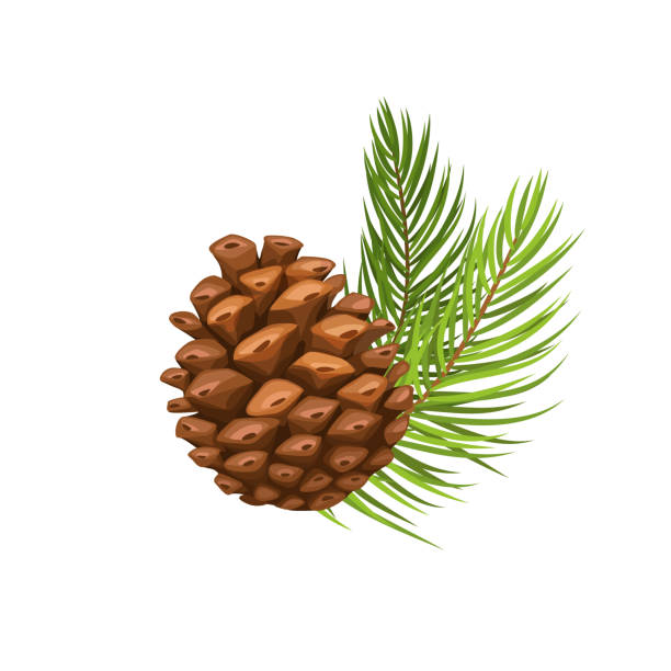 illustrazioni stock, clip art, cartoni animati e icone di tendenza di ramo di pino con cono - pigna strobilo