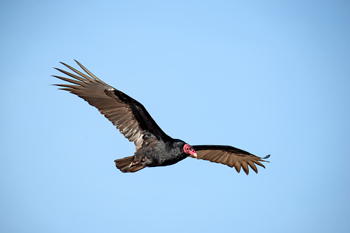 Name: Turkey vulture
Scientific name: Cathartes aura
Country: Peru
Location: Paracas National Reserve