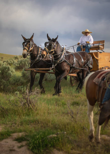 istock Horse carriage Utah 1018893430
