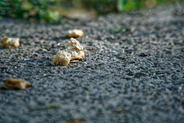 Bread crumbs lies on asphalt, creative concept.