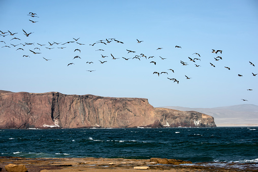 Name: birds flying\nCountry: Peru\nLocation: Paracas National Park