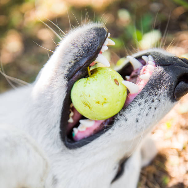 istock Funny Shepherd dog is playing with apple 1018897046