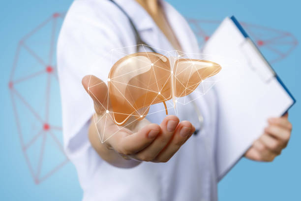 istock Nurse shows a model of a human liver . 1018897944