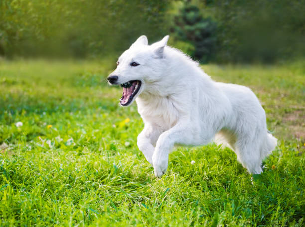 istock Funny Swiss Shepherd dog in motion is running 1018900932