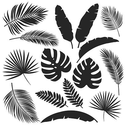 Set vector silhouettes tropical leaves. Monochrome jungle exotic leaf philodendron, areca palm, royal fern, banana leaf. Illustration for summer tropical paradise advertising design vacation.