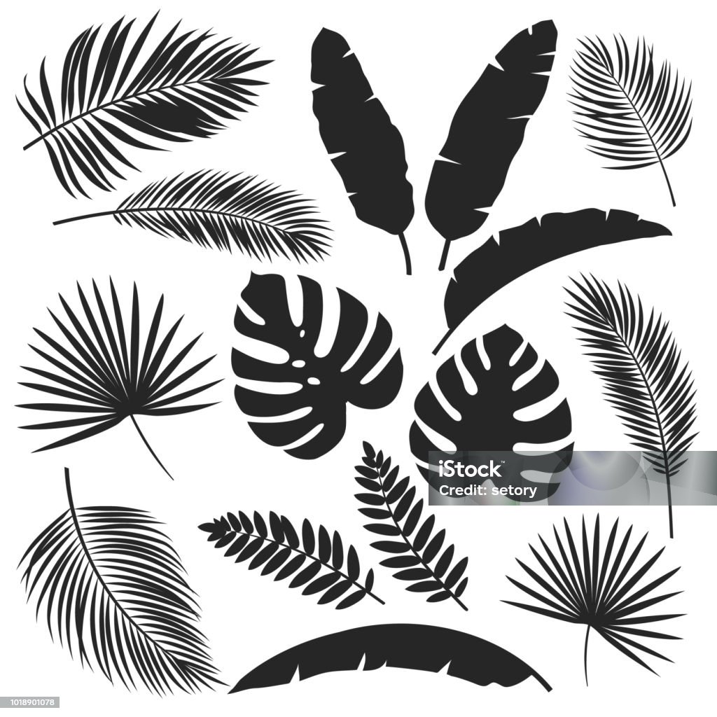 silhouettes tropical leaves Set vector silhouettes tropical leaves. Monochrome jungle exotic leaf philodendron, areca palm, royal fern, banana leaf. Illustration for summer tropical paradise advertising design vacation. Palm Leaf stock vector