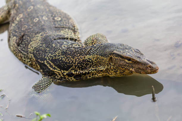istock The Water Monitor Lizard 1018907554