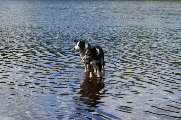 istock Two Border Collie dogs bathe in the lake. 1018908532