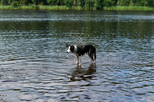 istock Border Collie dog baths on the lake. 1018908634