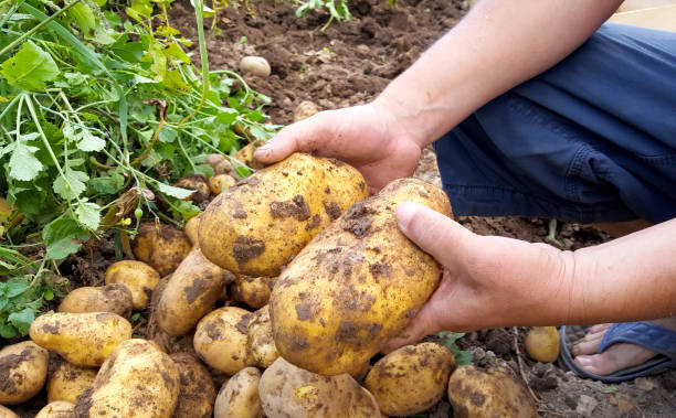 istock fresh harvested potatoes on the garden 1018908644