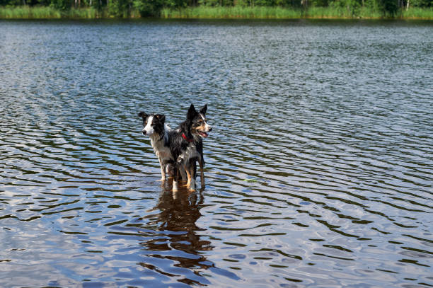 istock Two Border Collie dogs bathe in the lake. 1018908700