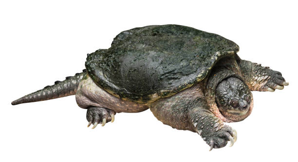 istock Snapping turtle ( Chelydra serpentina ) is creeping and raise one's head on white isolated background . Side view . 1018913906