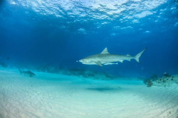 istock Tiger shark at Tigerbeach, Bahamas 1018913916